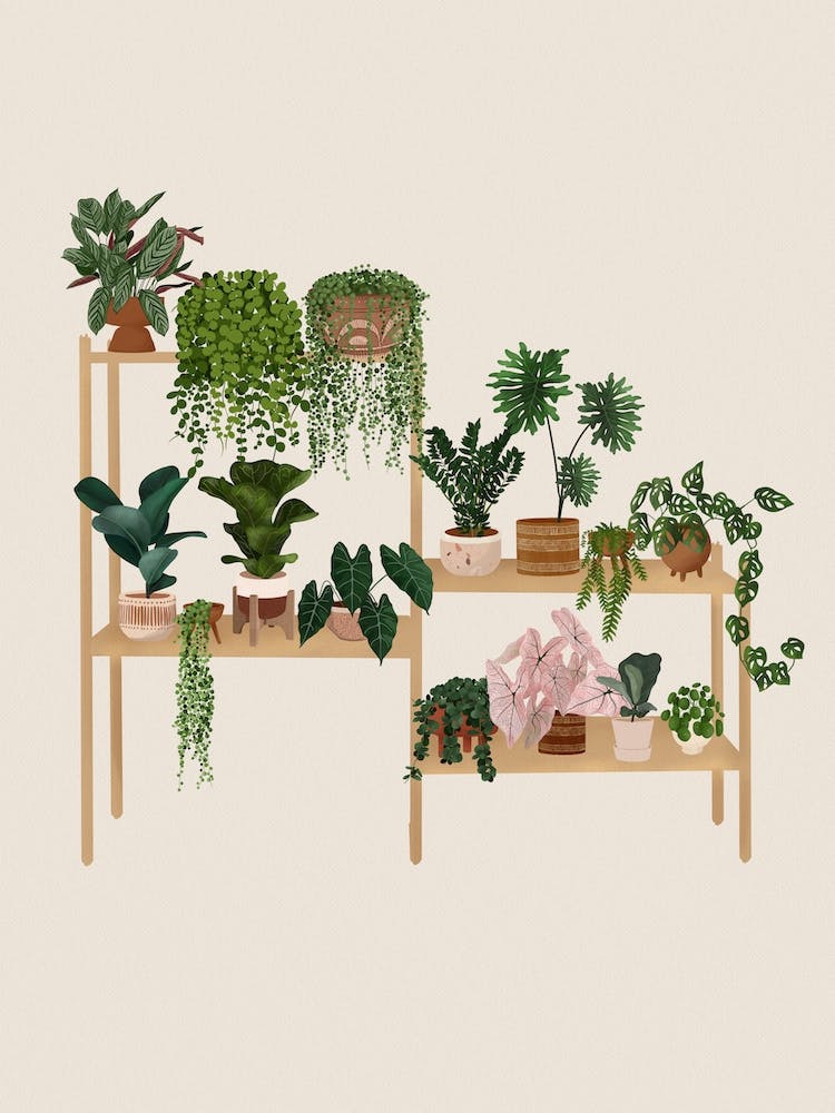 Plants On Shelf