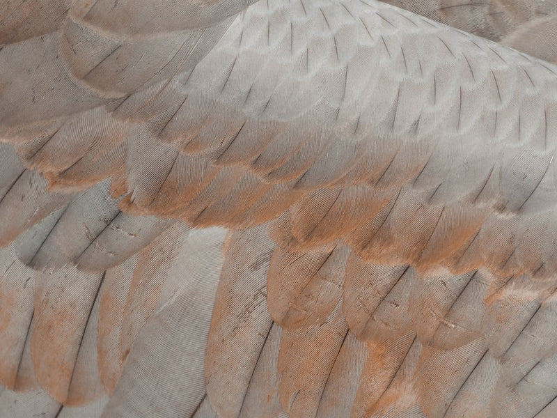 Coopers Hawk Feathers