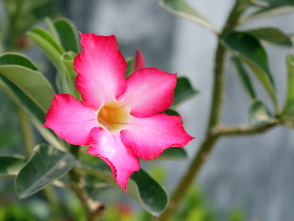 Exotic tropical Pink Flower
