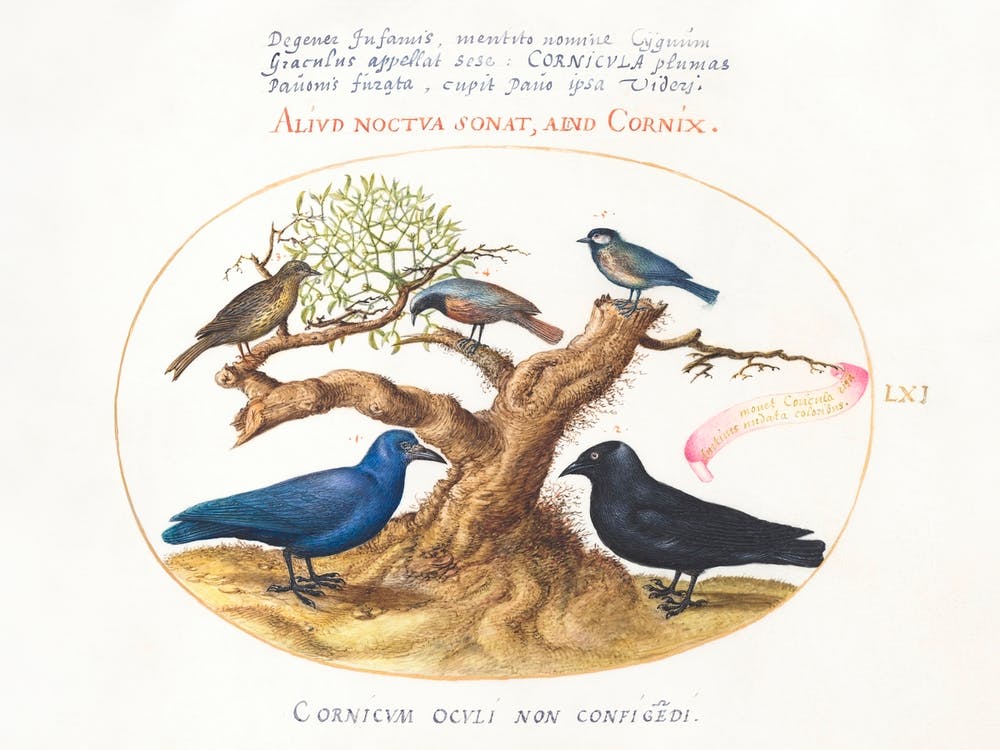 Blue Crow, Jackdaw, Chickadee Or Tit And Other Birds (1575–1580), Joris Hoefnagel