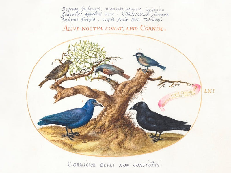 Blue Crow, Jackdaw, Chickadee Or Tit And Other Birds (1575–1580), Joris Hoefnagel