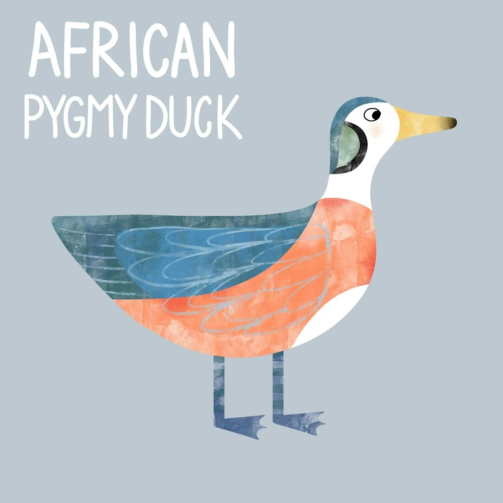 African Pygmy Duck