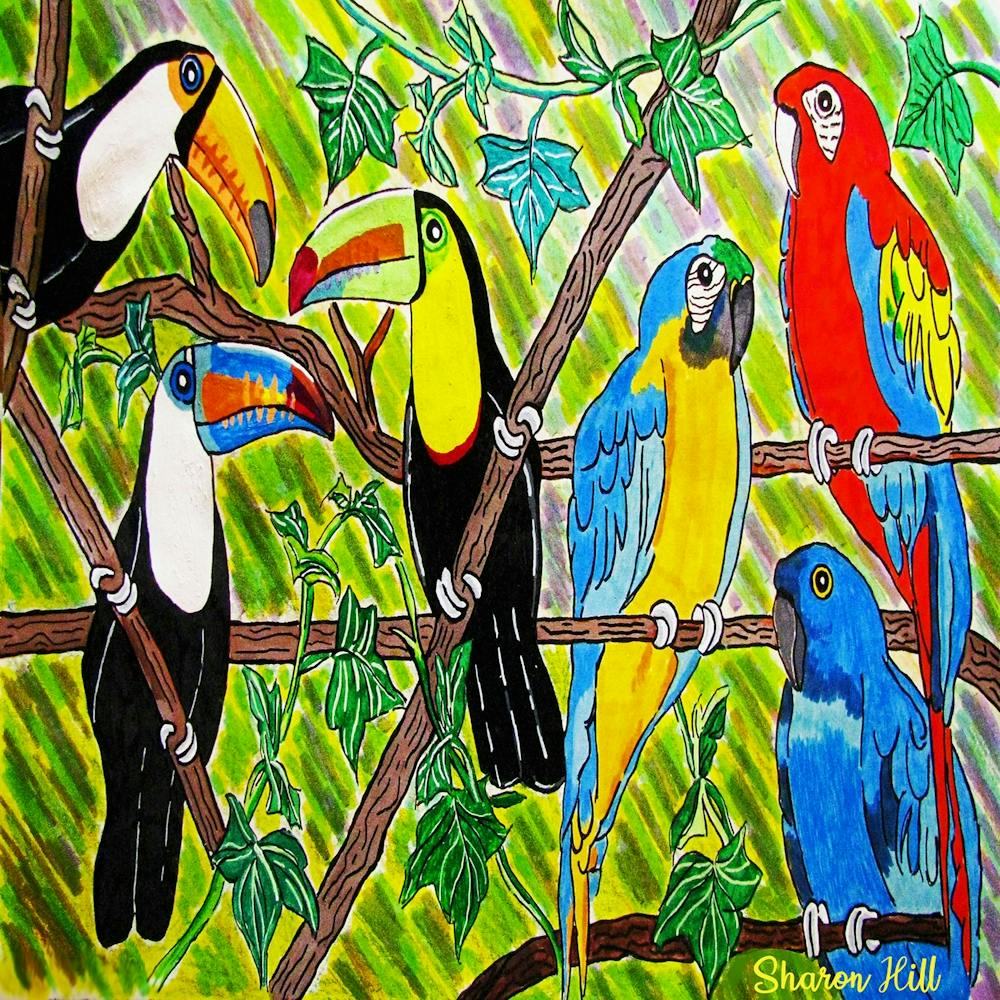 Amazon Birds