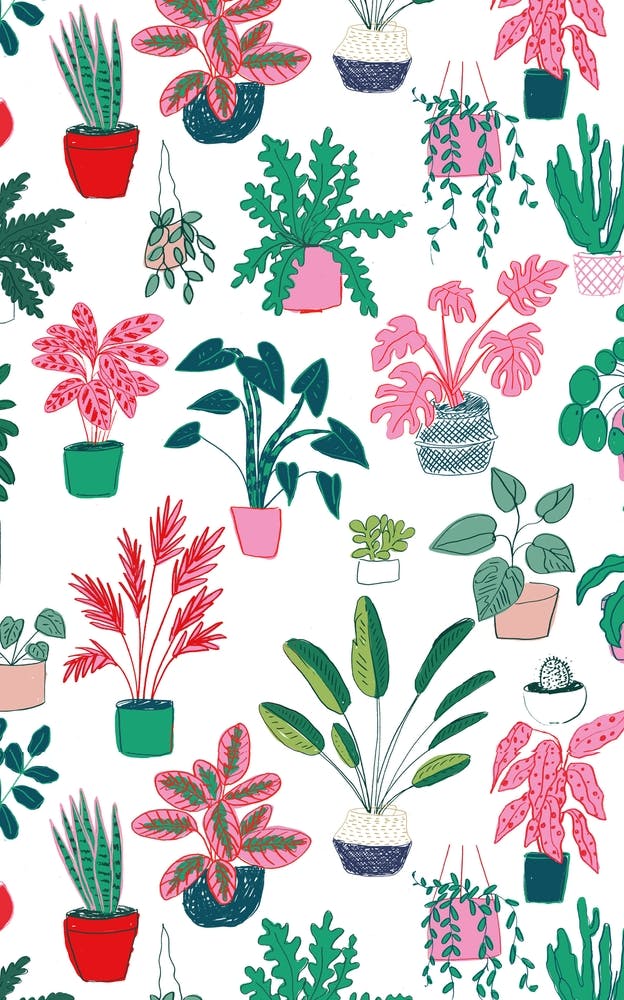 Houseplants