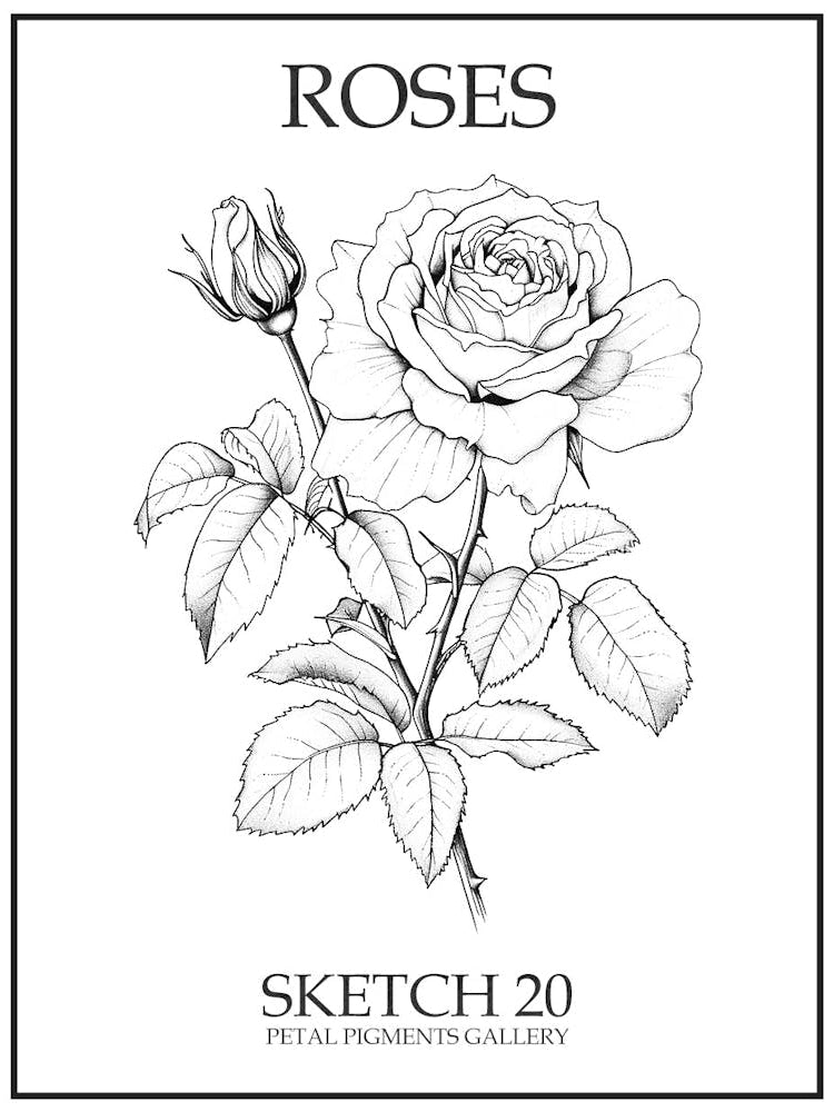 Roses Sketch 20 Poster