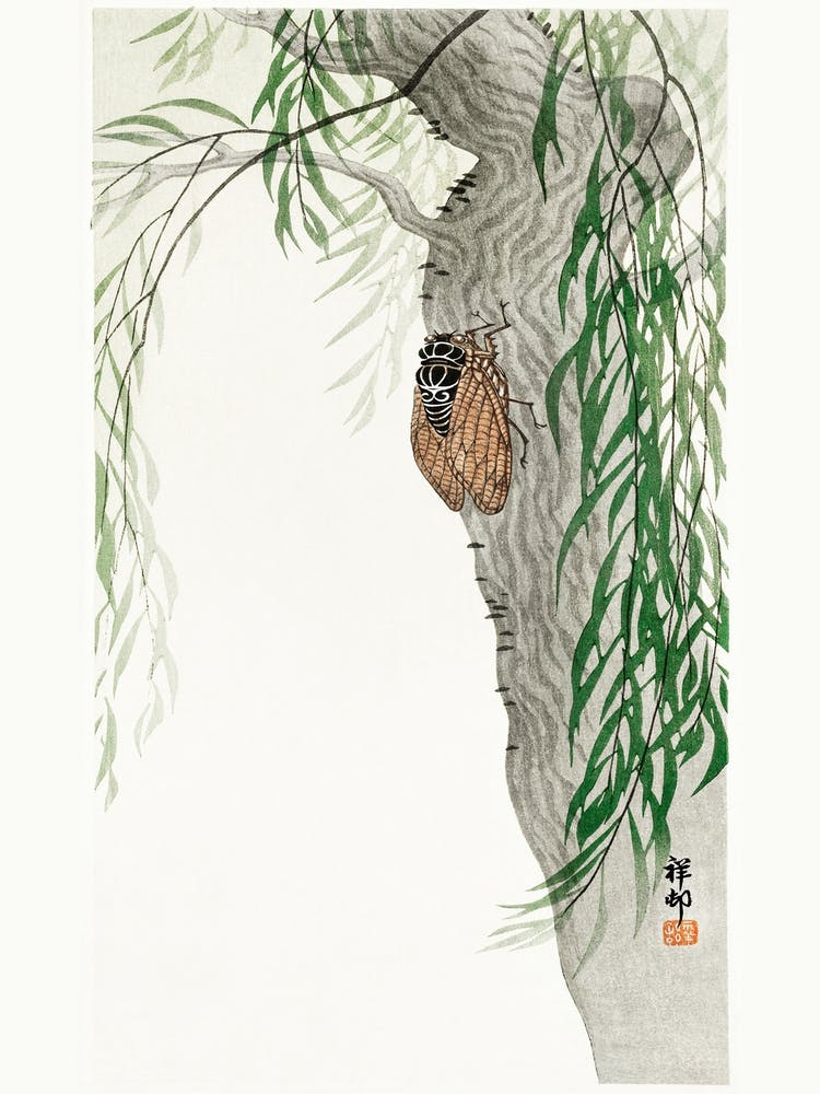 Cicada On Tree (1900 1936), Ohara Koson