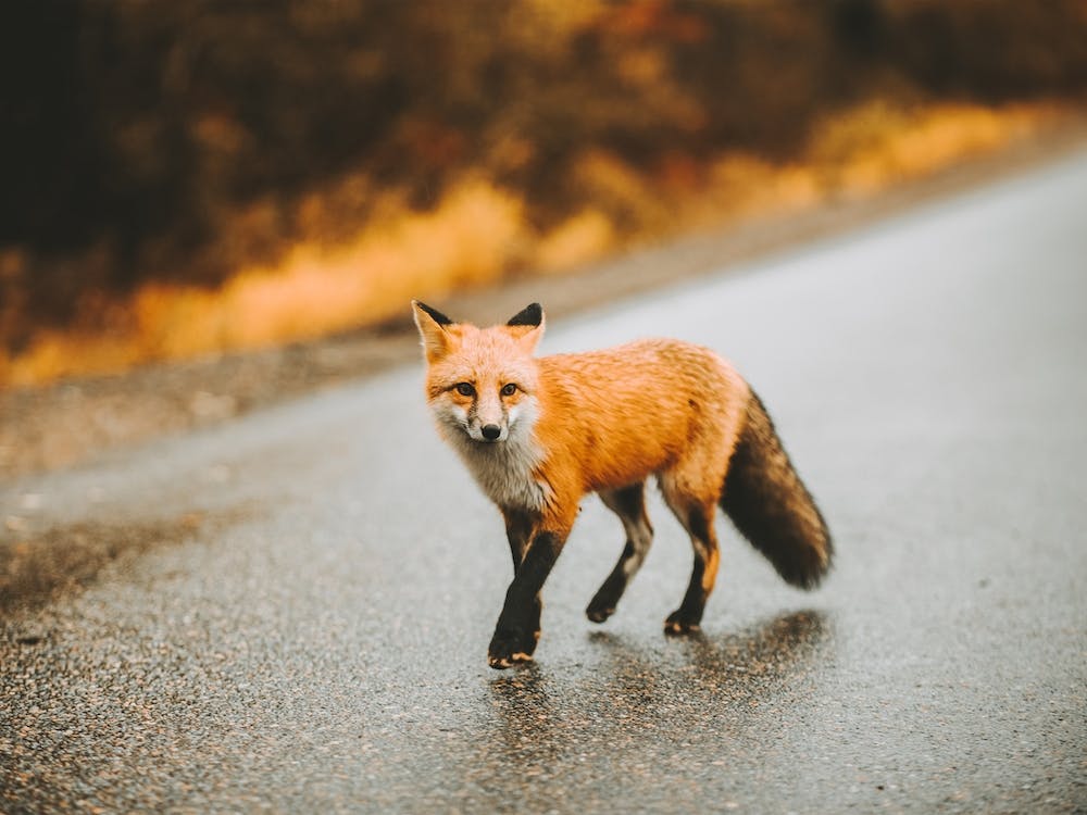 Traveling Red Fox