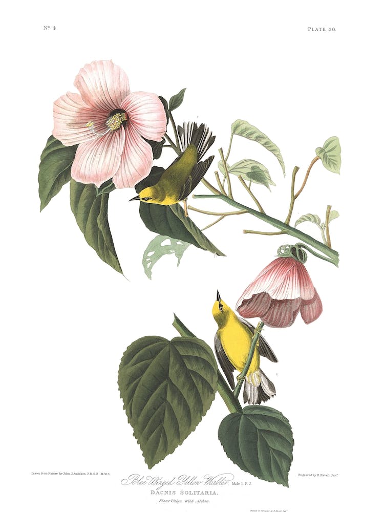 Blue Winged Yellow Warbler