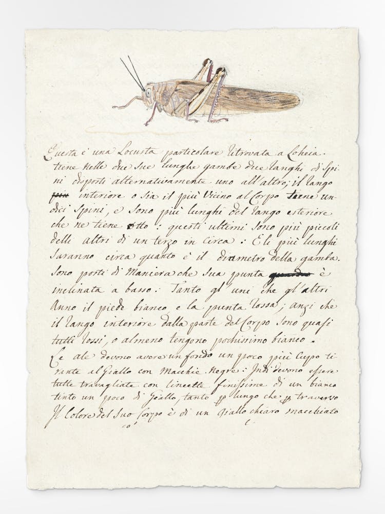 Locust (1737–1770), Luigi Balugani