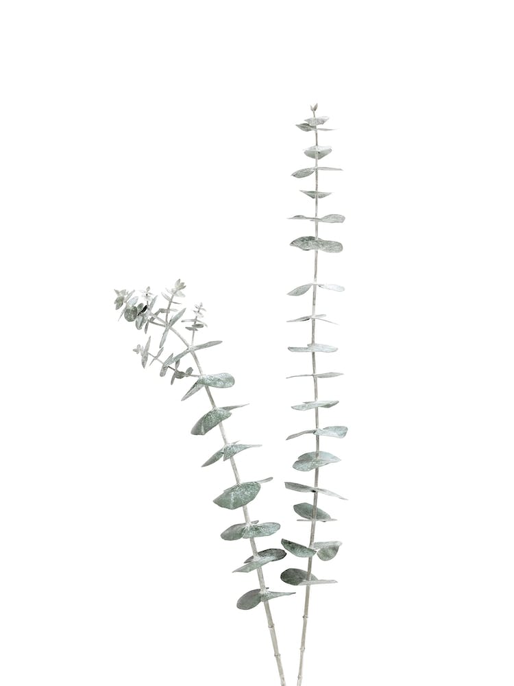 Two Eucalyptus Leaves