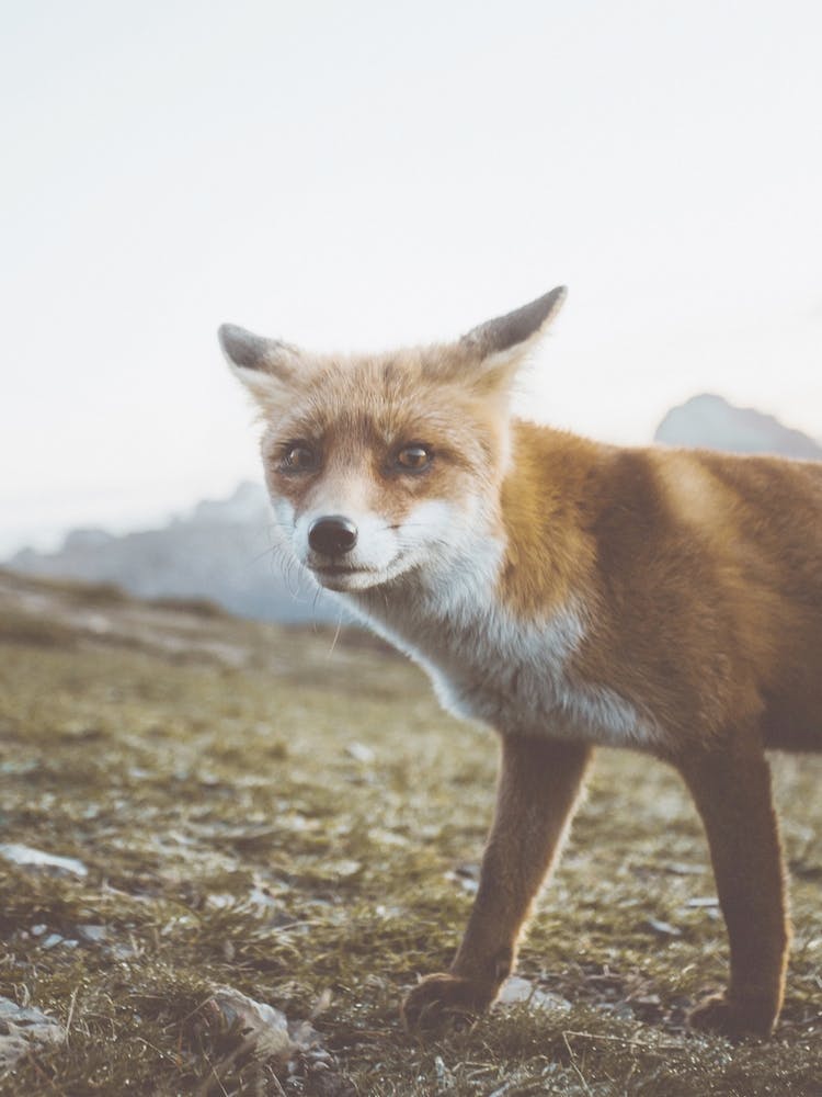 Wilder Rotfuchs