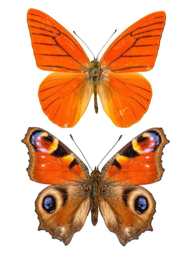 Two Orange Butterflies 3
