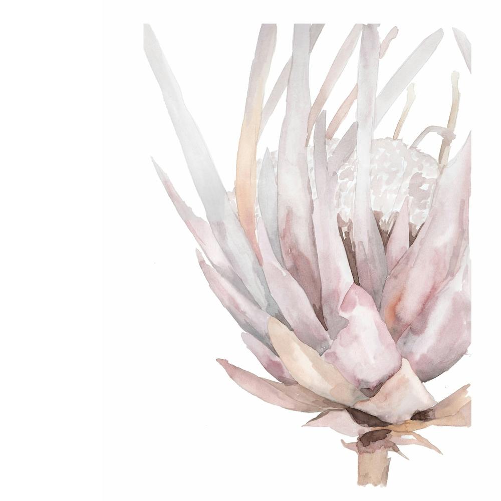 Botanical Illustration Rose Protea Square