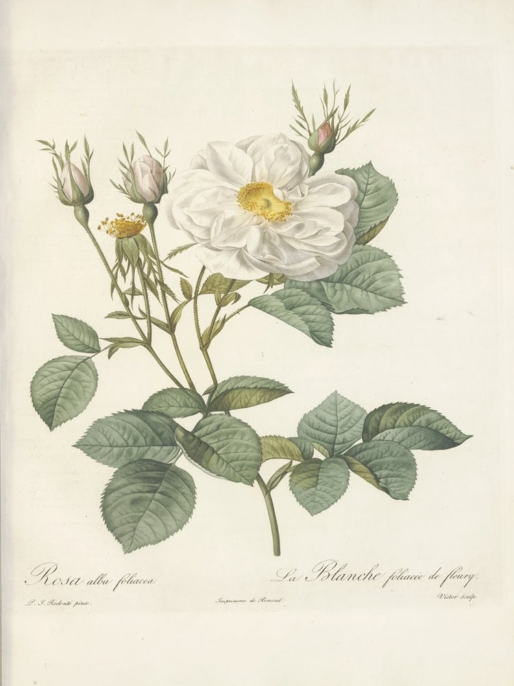 Rose Illustration, Pierre Joseph Redoute (27)