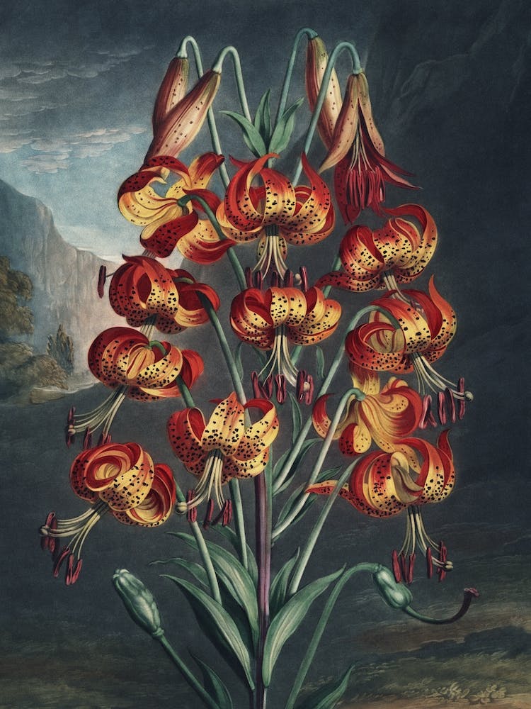 Vintage Thornton 3 Superb Lily