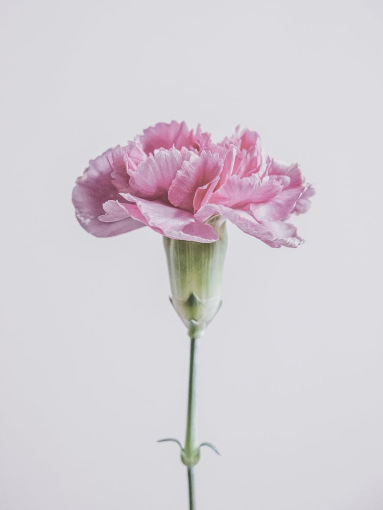 Fleur d'Œillet Rose 1