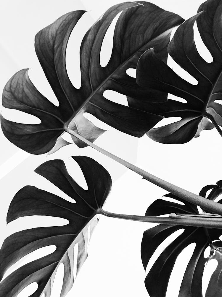 Schwarz-Weiß Monstera-Blätter