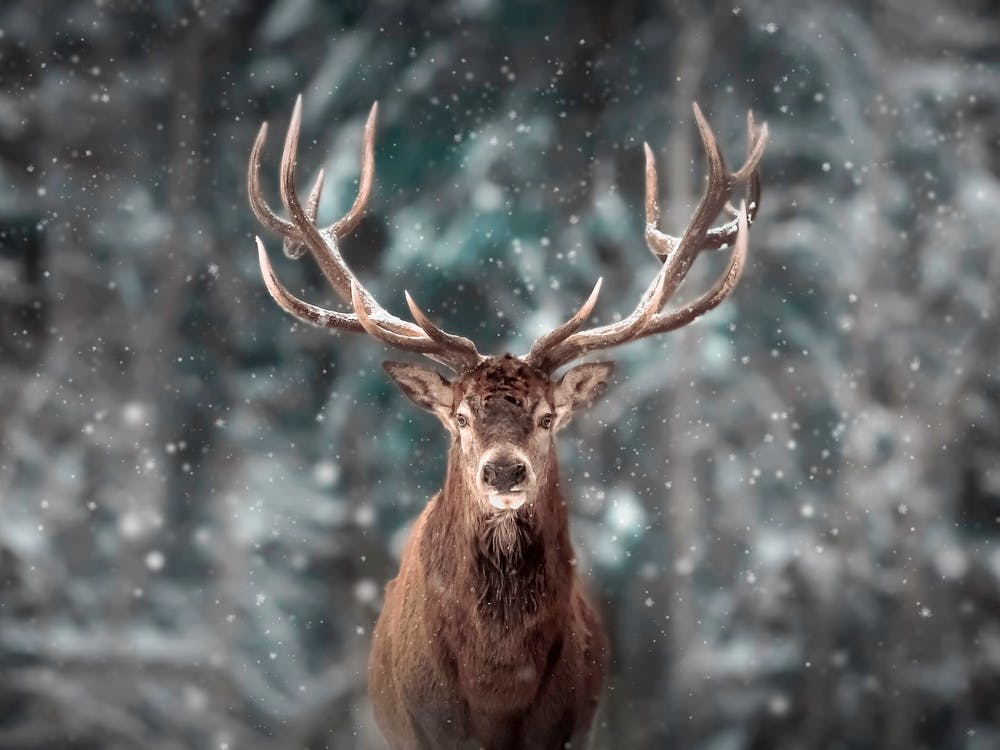 Hirsch im Schnee