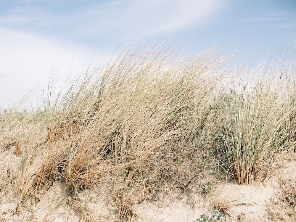 Dutch Dunes // The Netherlands // Travel Photography