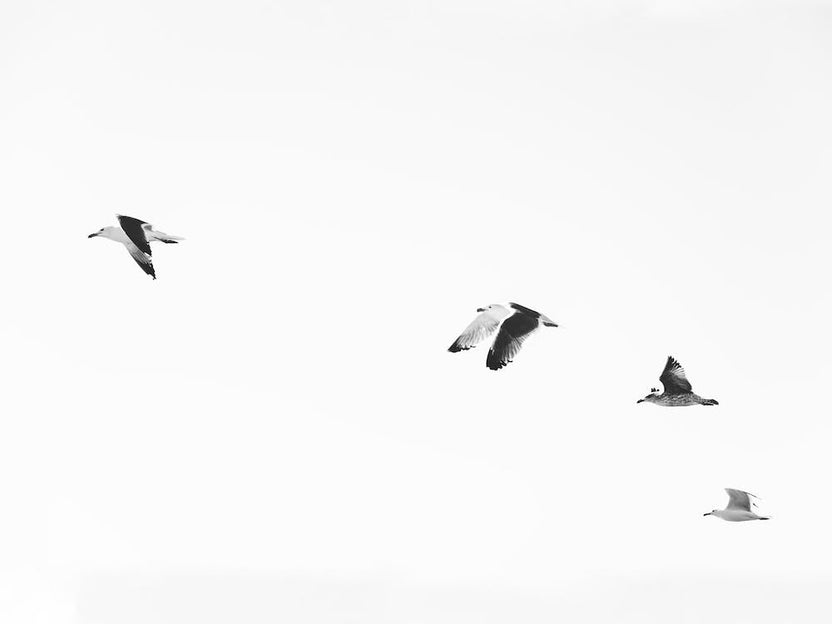 Black And White Birds