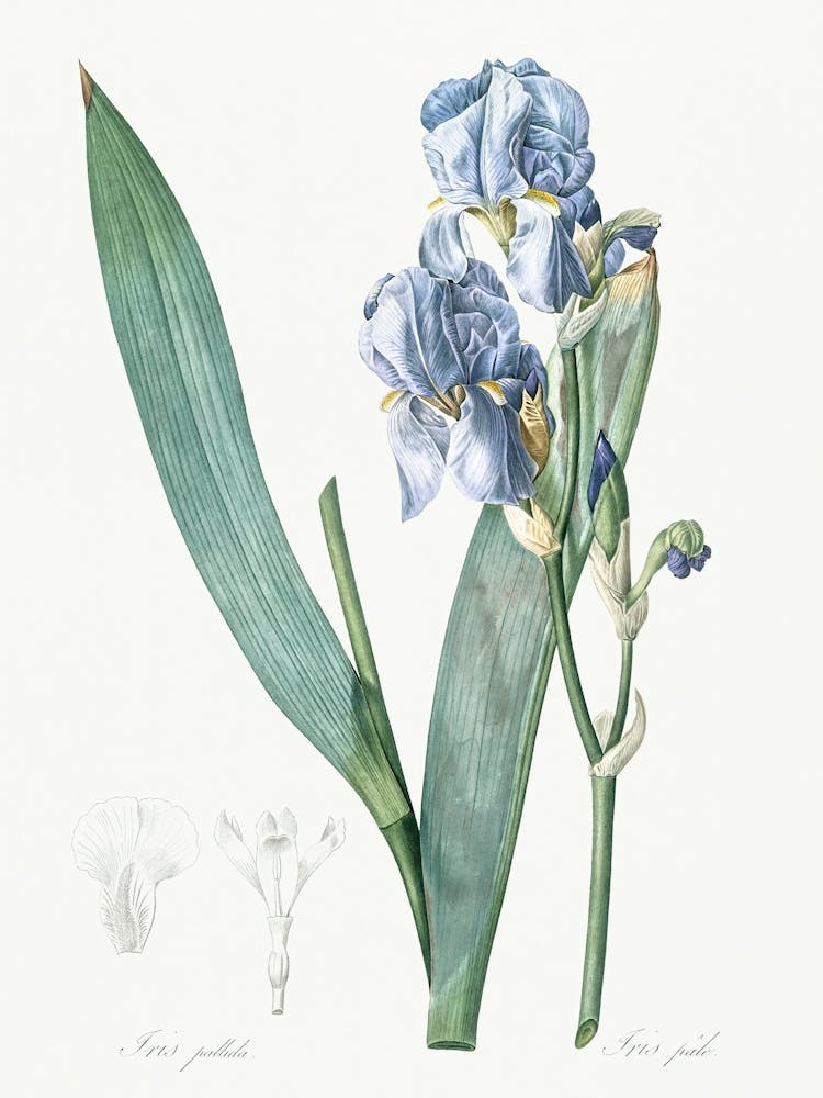 Dalmatian Iris Illustration From Les Liliacées (1806), Pierre Joseph Redoute