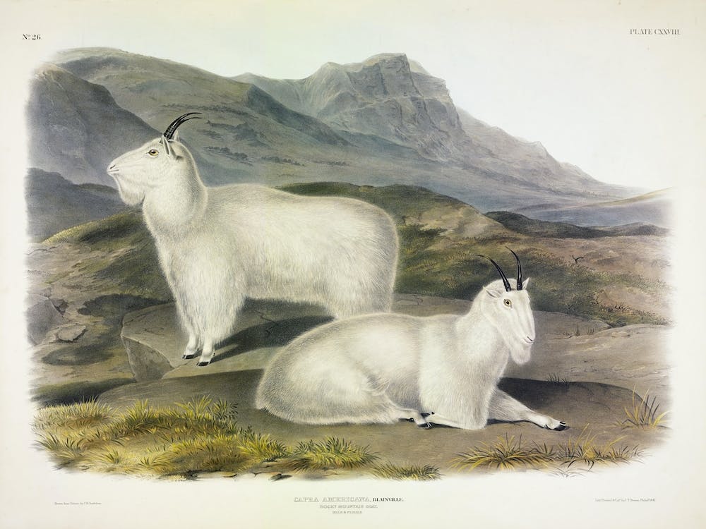 Rocky-Mountain-Ziege, John James Audubon