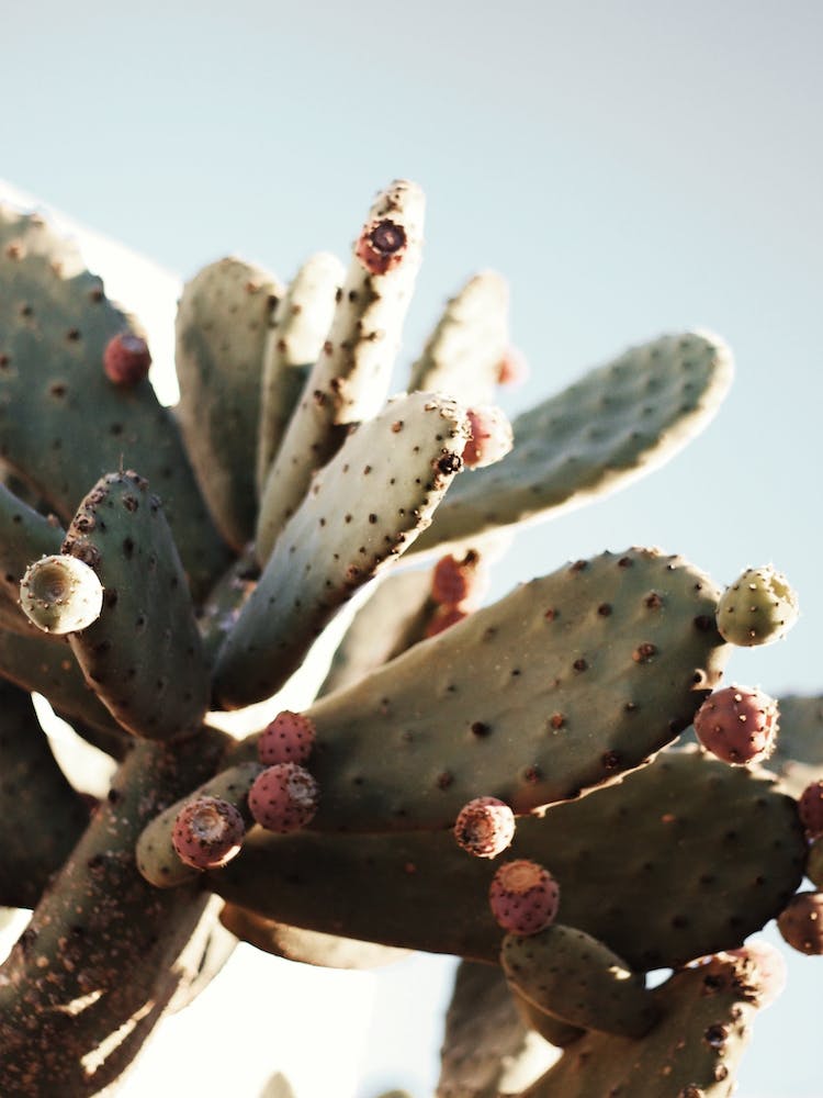 Pricky Pear Cactus