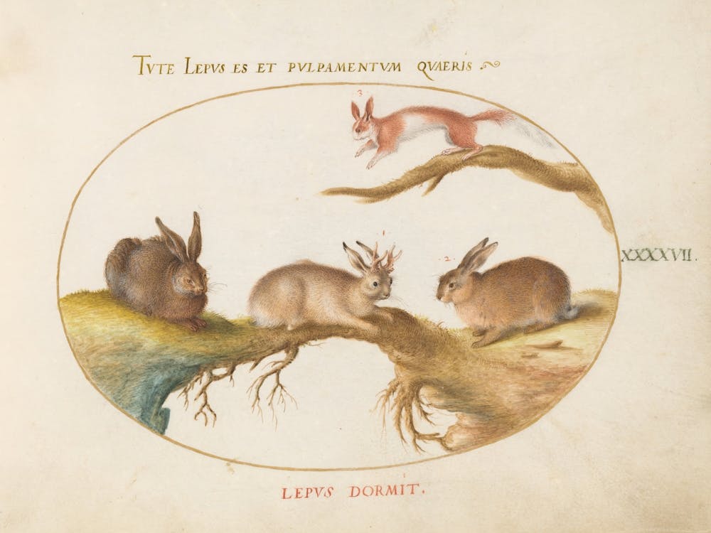 Animalia Qvadrvpedia Et Reptilia, Joris Hoefnagel (3) 1