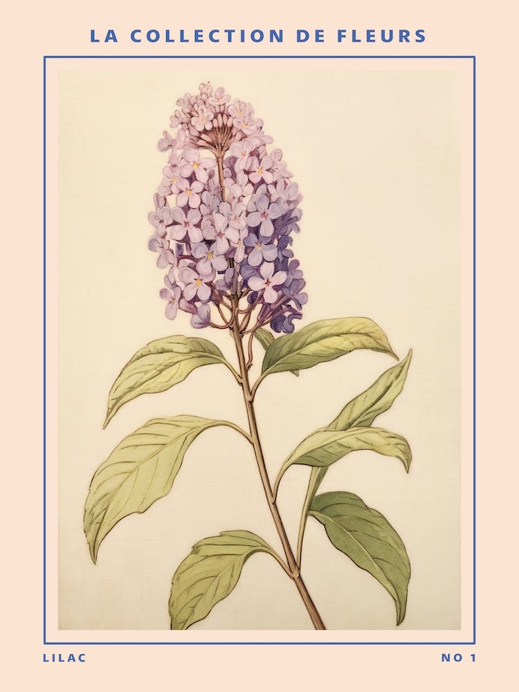 Lilac French Flower Botanical Poster