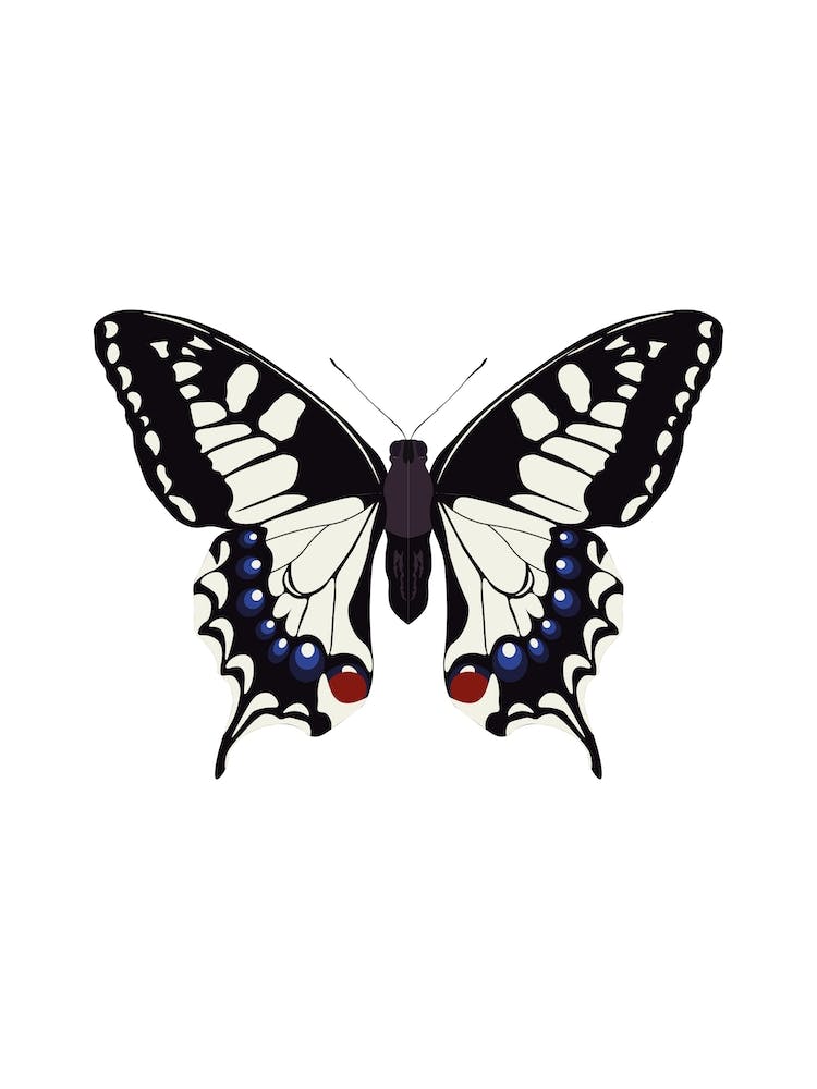 Swallowtail Butterfly