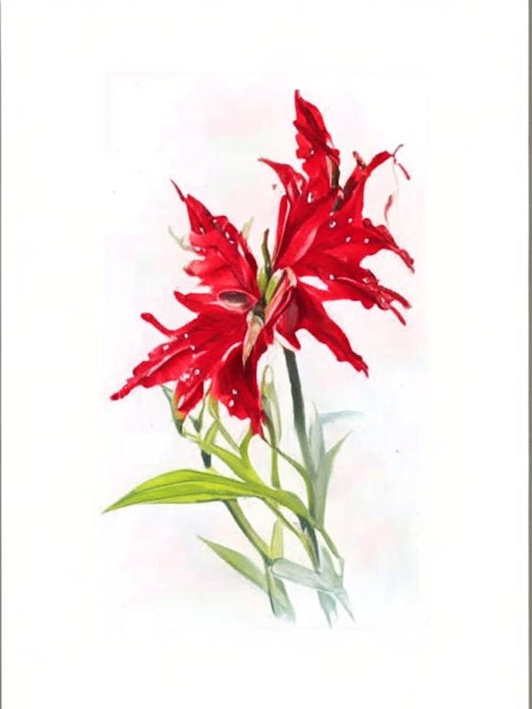 Cardinal Flower Wildflower Watercolour