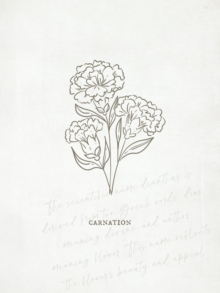 Carnation Birth Flower | Antique