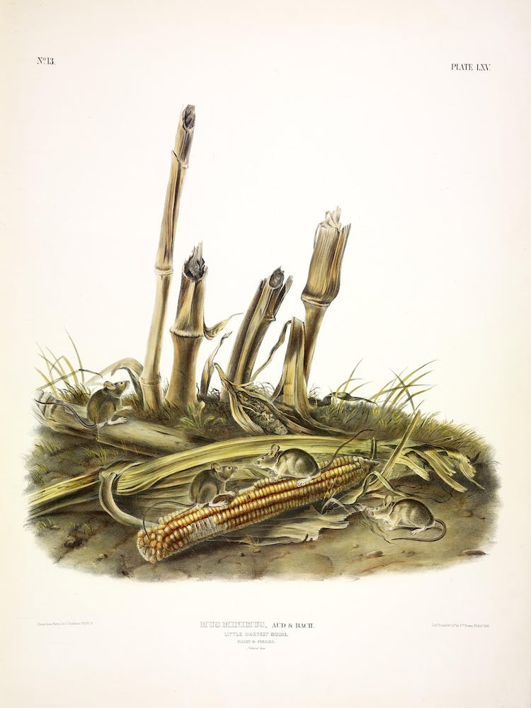 Harvest Mouse, John James Audubon
