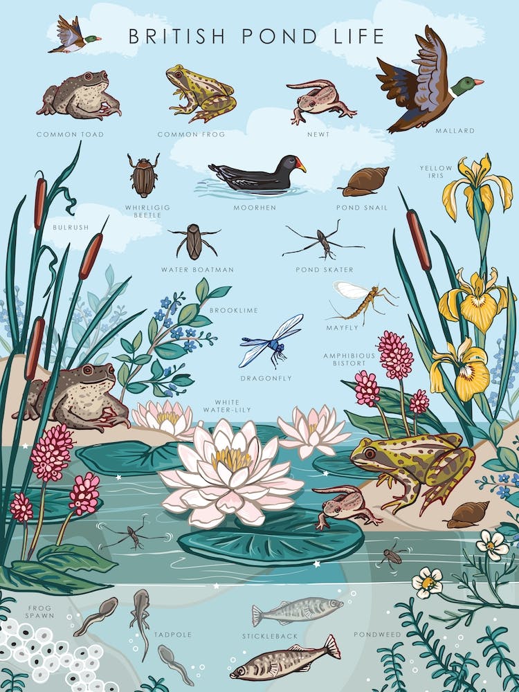 British Pond Life