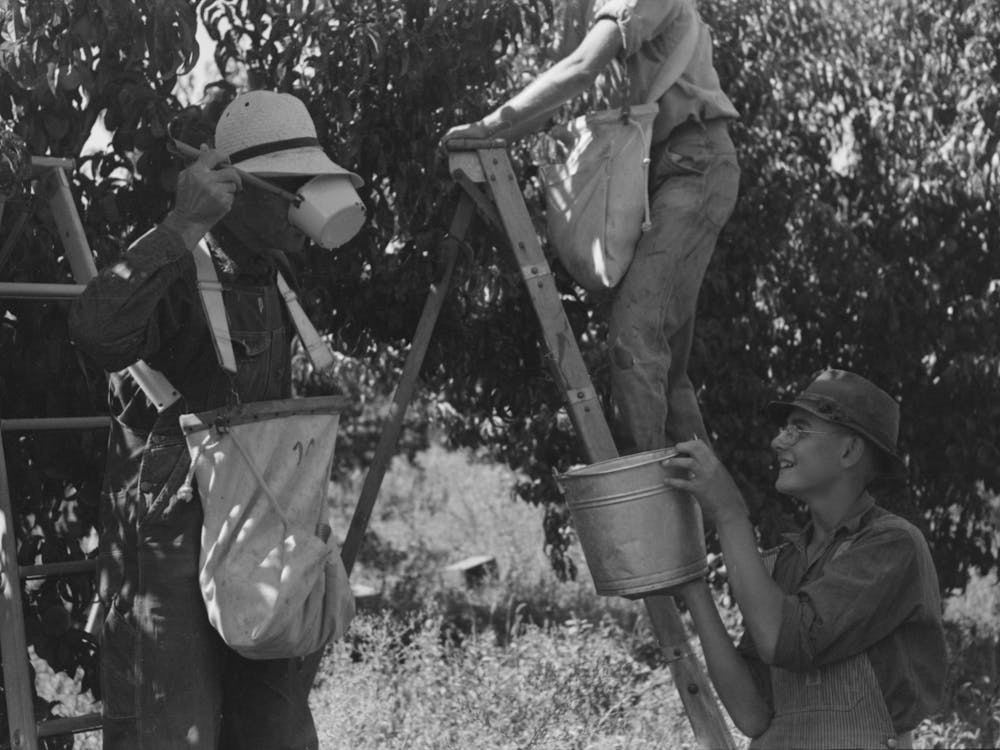 Delta County, Colorado, Peach Orchard By Russell Lee