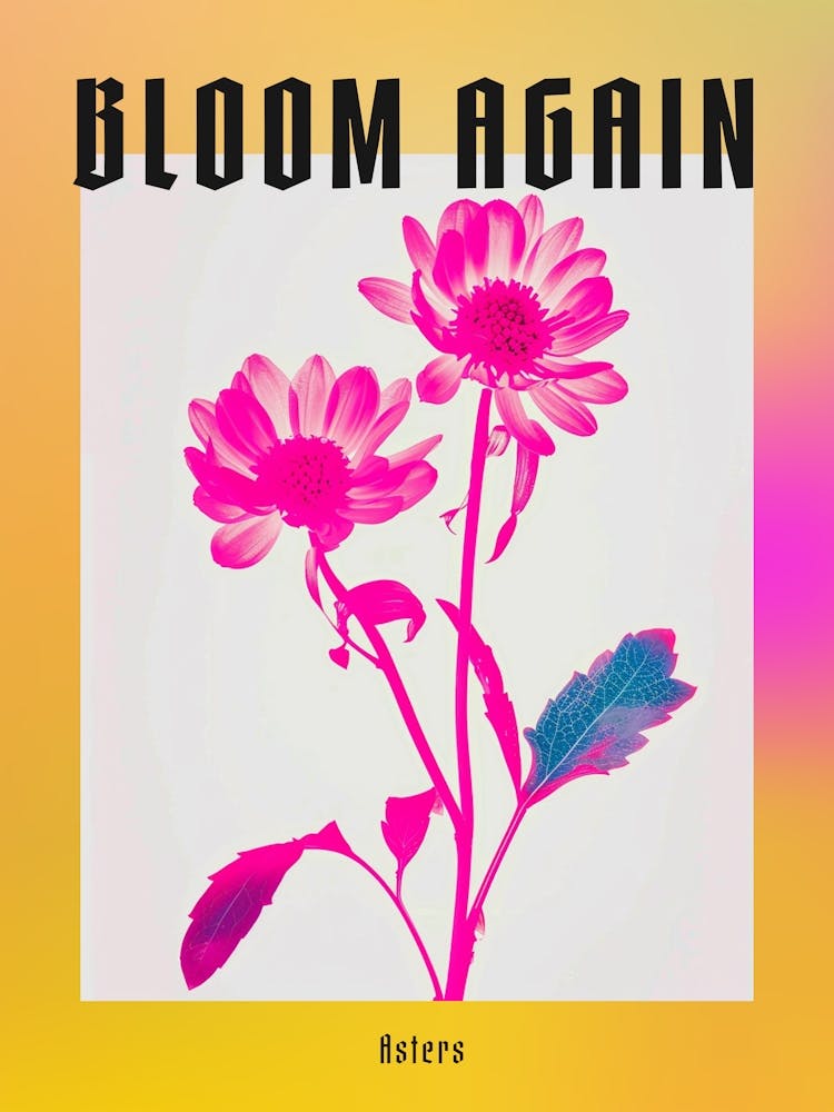 Hot Pink Asters 3 Poster
