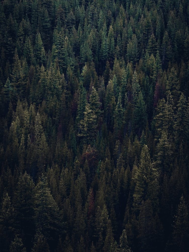 Décor Mural Forêt Sombre 1