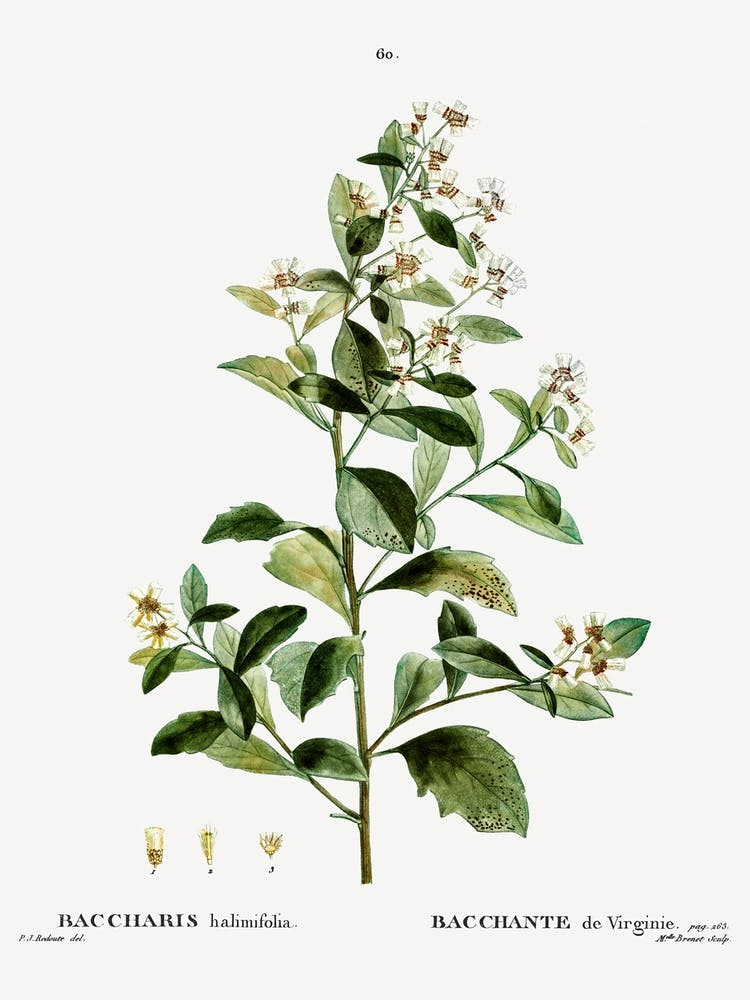 Myrte de mer, Pierre Joseph Redoute