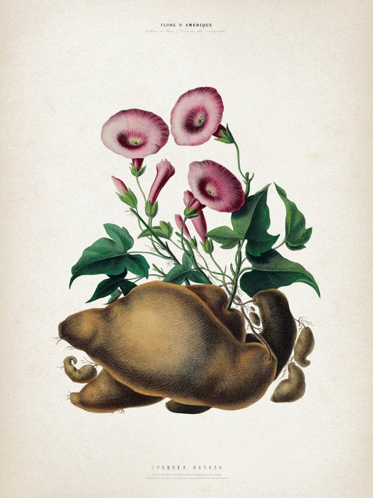 Vintage Denisse 8 Ipomoea Batatas