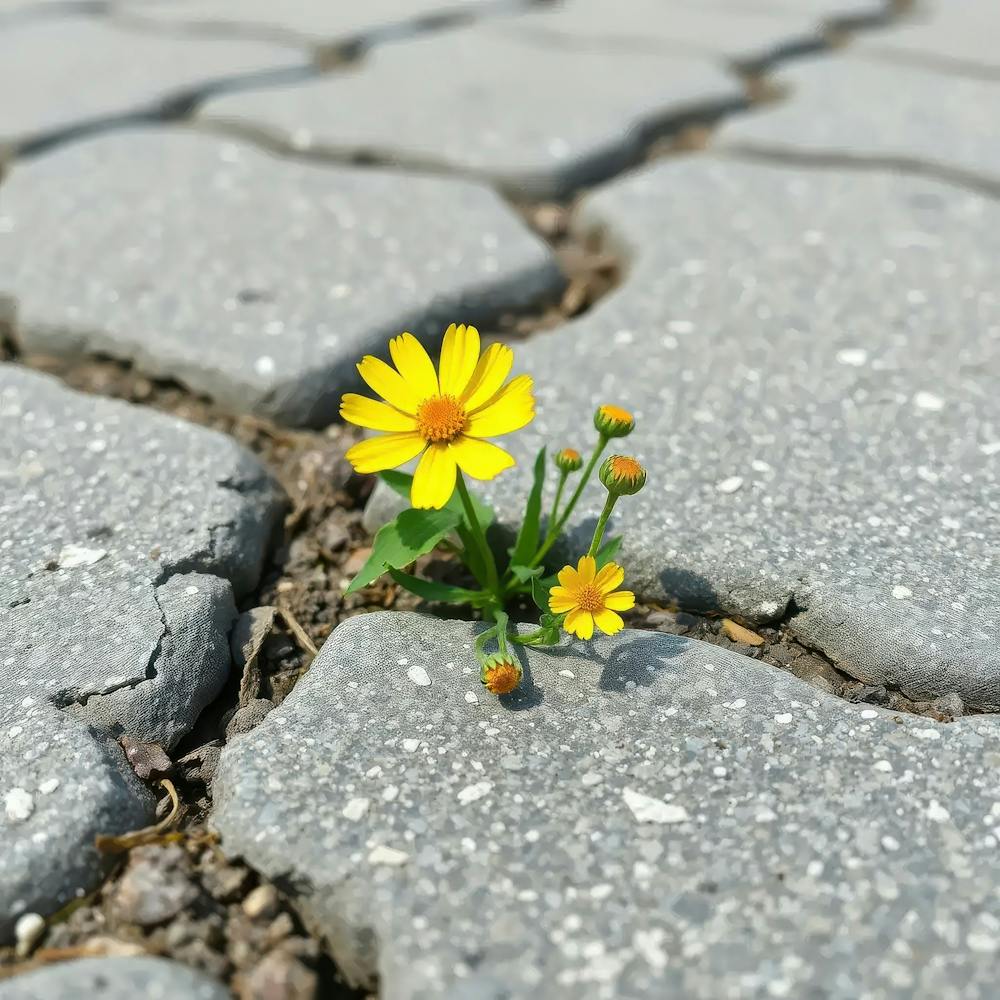 Small Yellow Flower