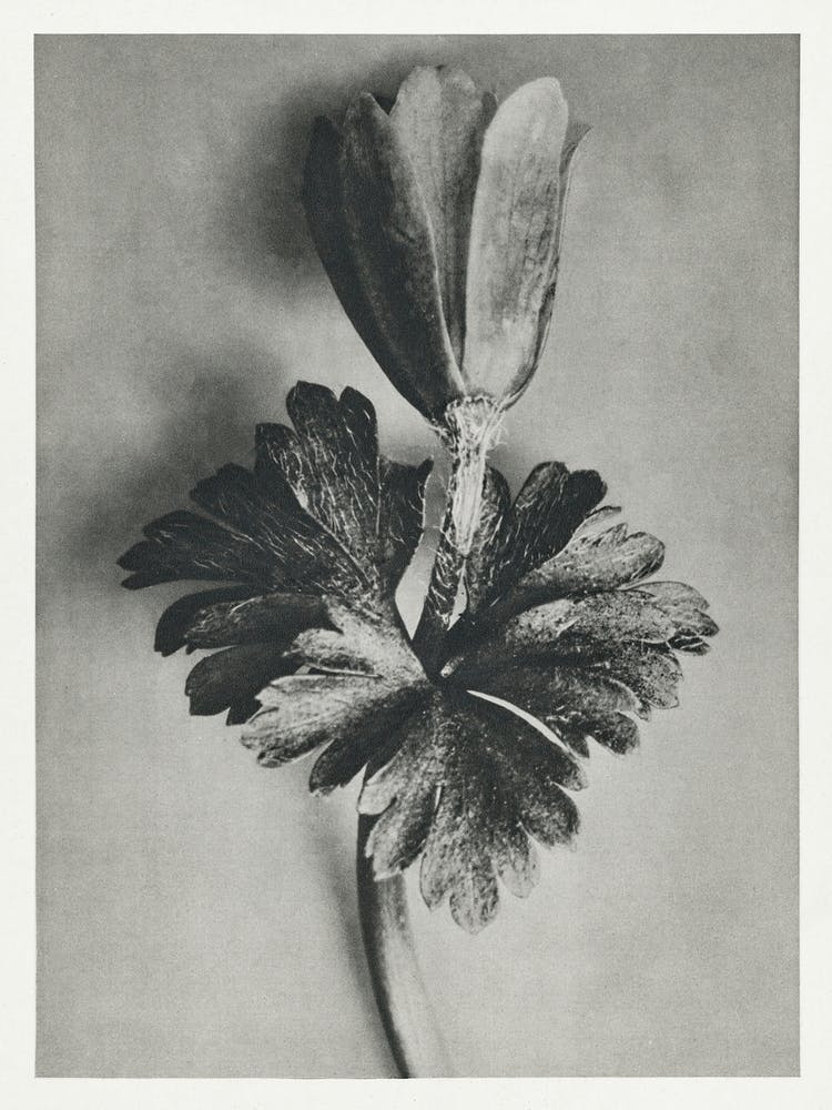 Windblume (1928), Karl Blossfeldt