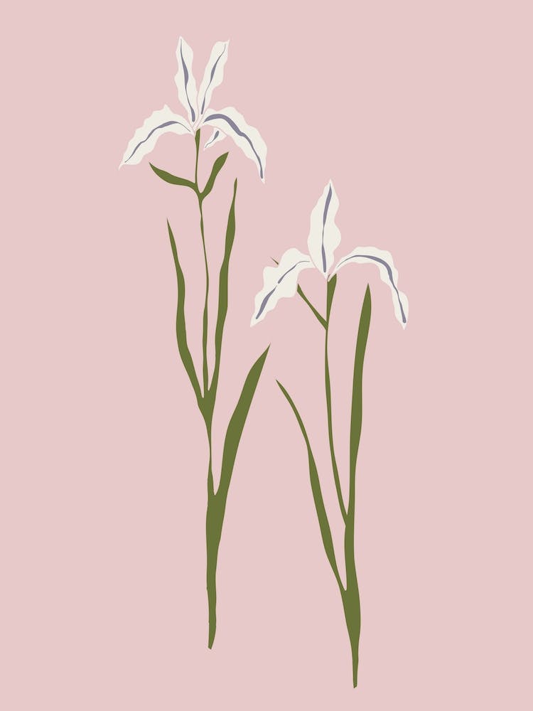 Iris Pink Background