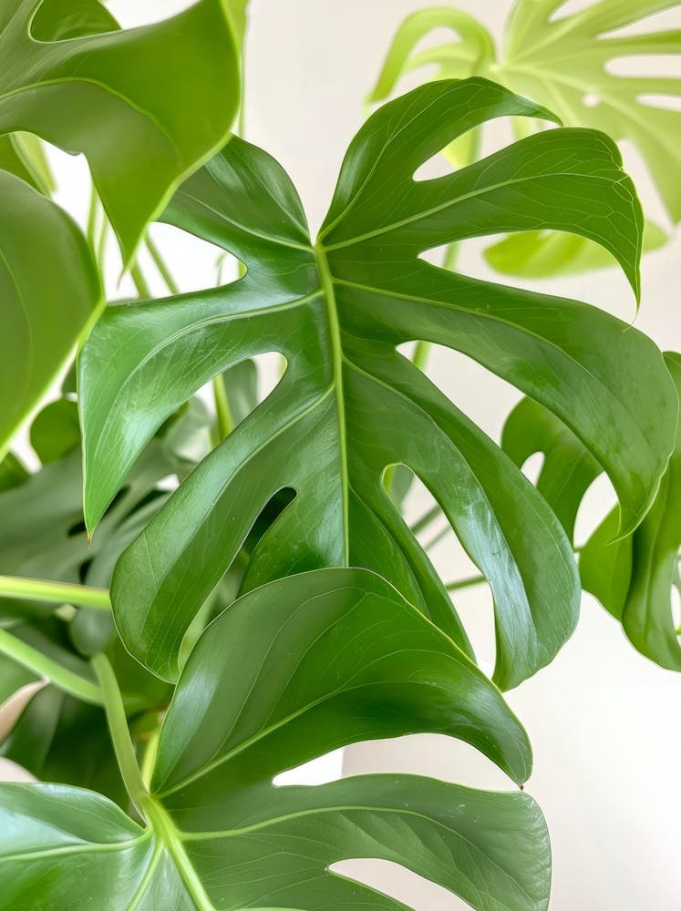 Monstera