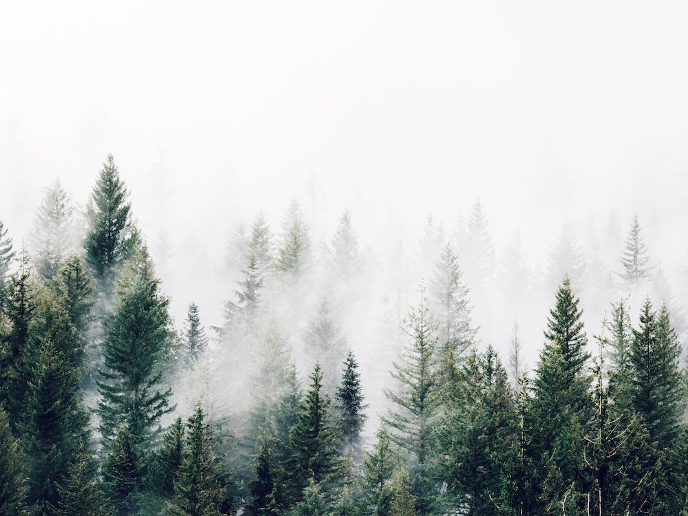 Arbres De Forêt Brumeuse