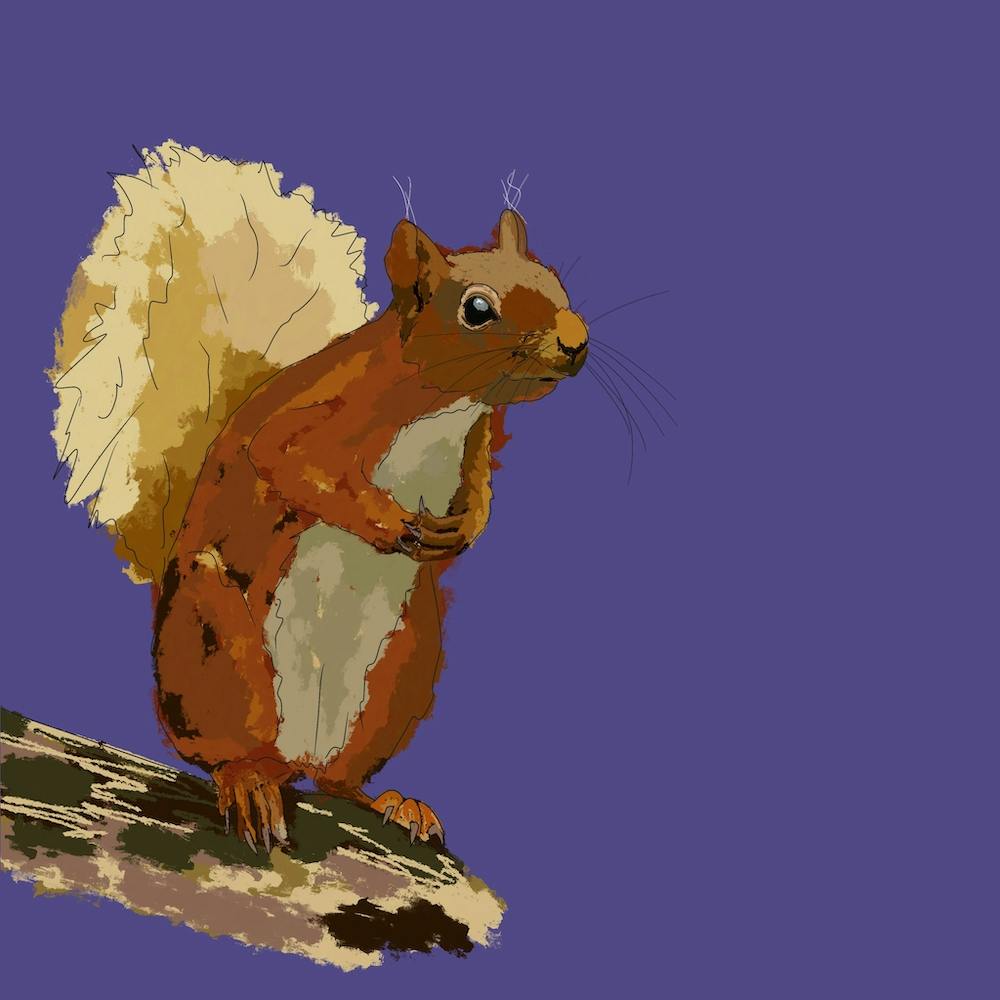 Cyril squirrel 