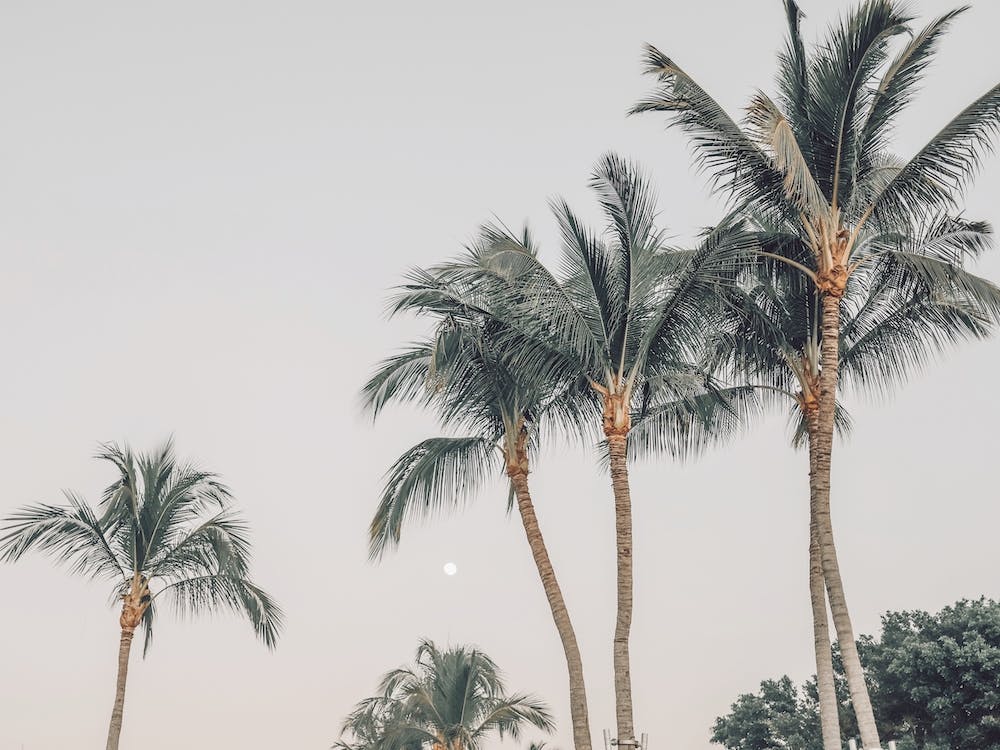Pastel Palm Tree Sunset