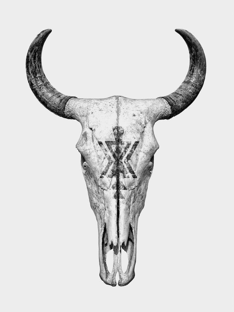 Cow Skull