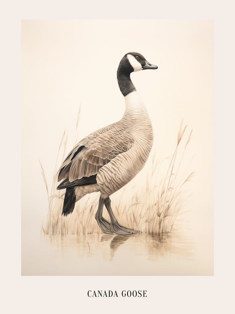 Vintage Bird Drawing Canada Goose 1 Poster