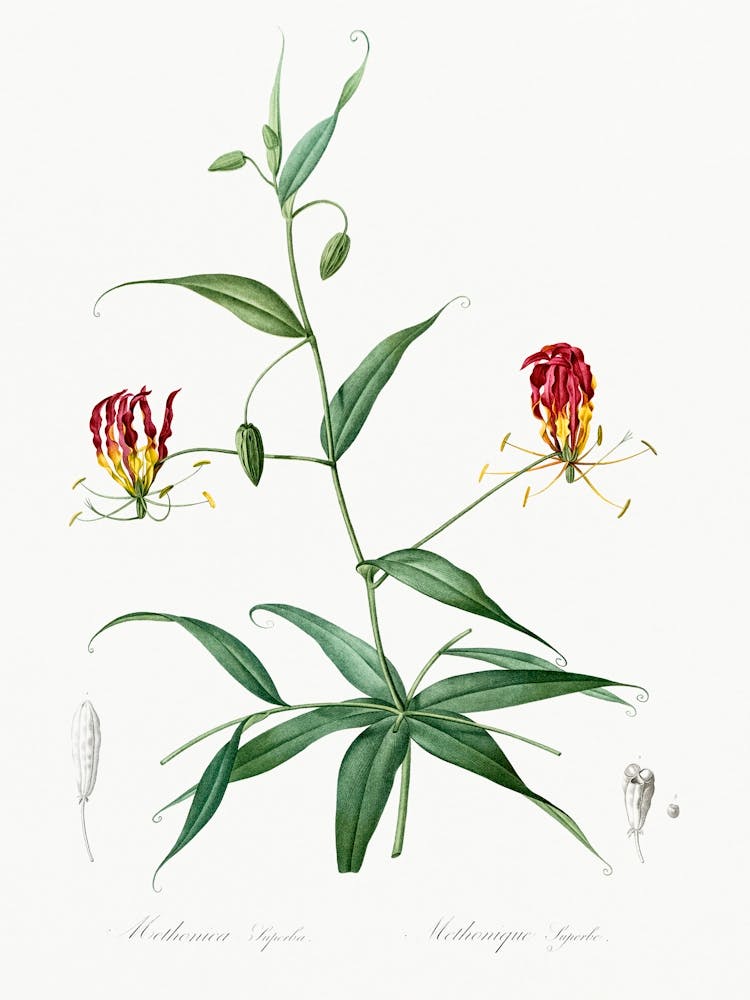 Flame Lily, Pierre Joseph Redoute