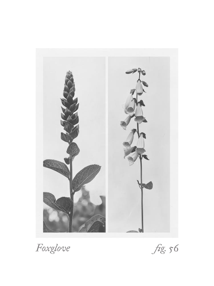 Foxglove Botanical Collage 2
